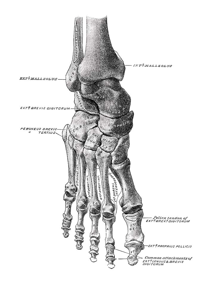 Foot Bone Anatomy Diagram