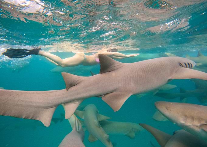 Woman Swimming with Sharks