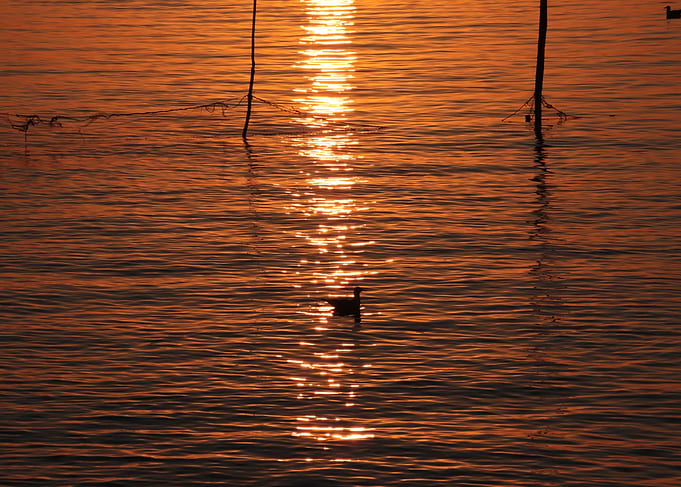 Sunrise Duck