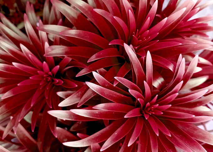Red Flower Close-Up