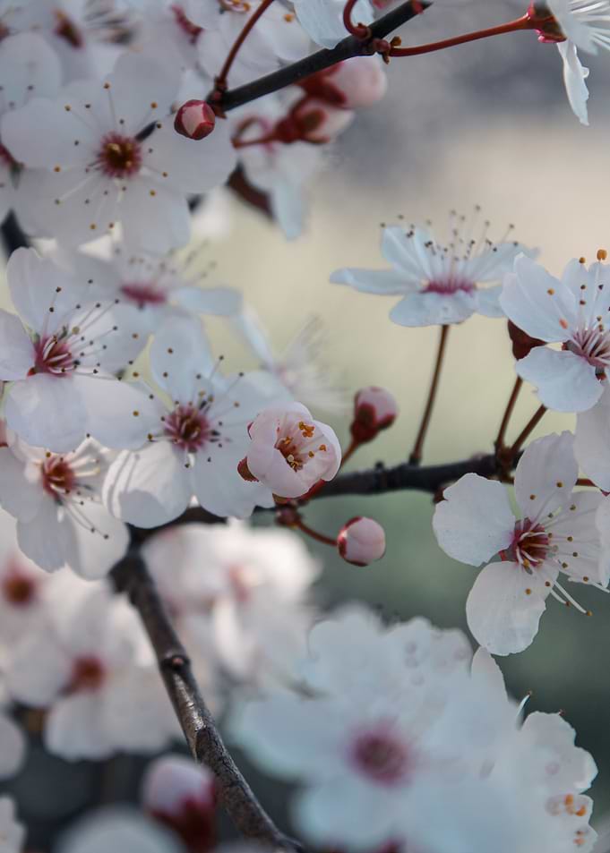 Cherry Blossom Branch