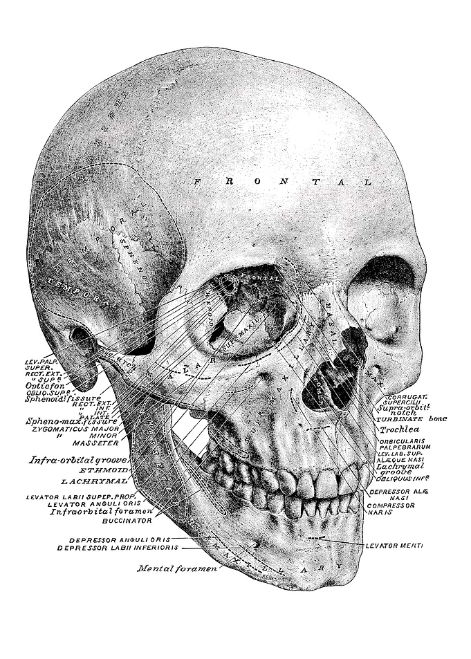 Human Skull Anatomy