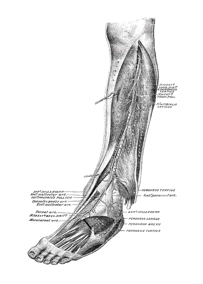 Human Foot Anatomy Diagram
