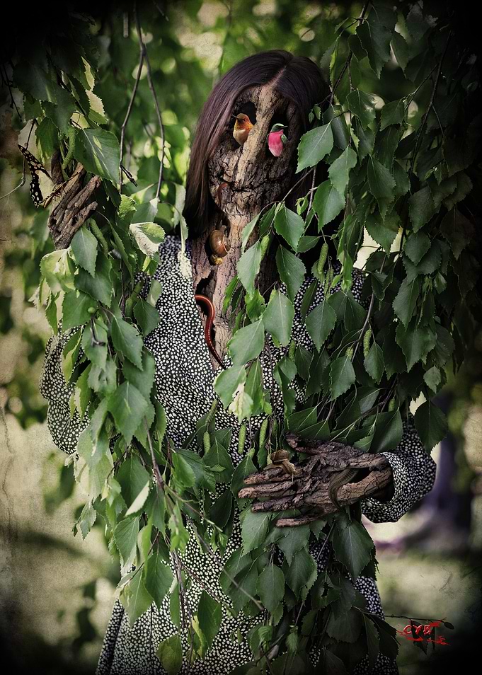 Sylvan Metamorphosis