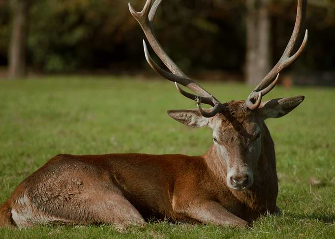Red Deer Resting in Meadow