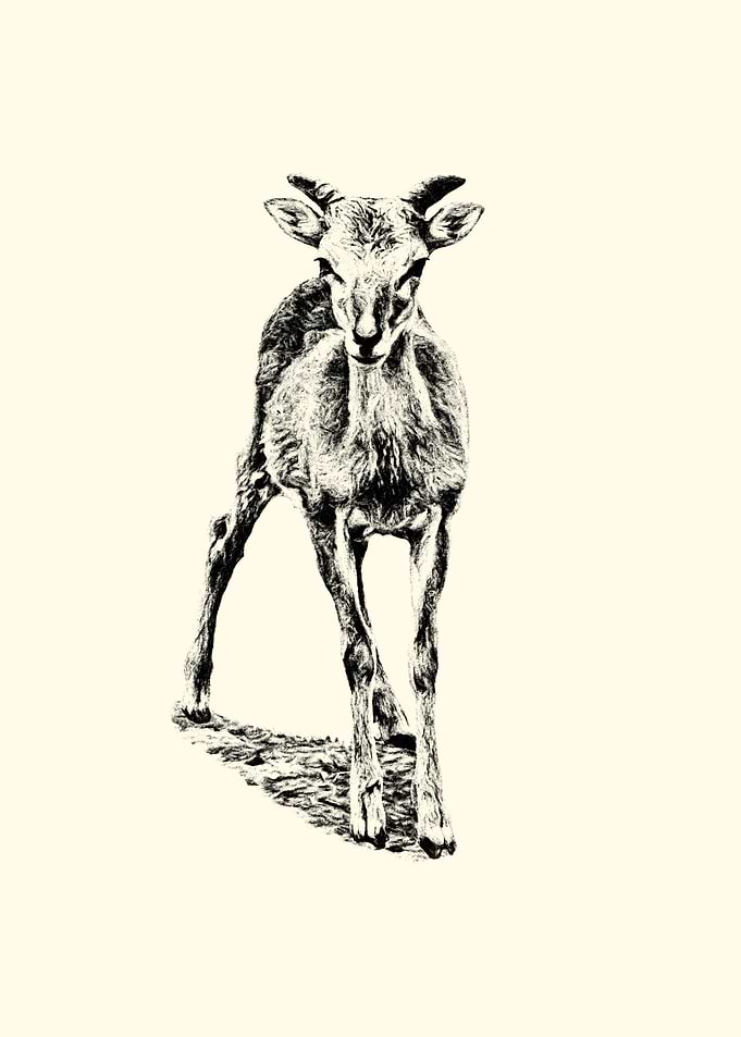 Black and White little Mouflon Drawing