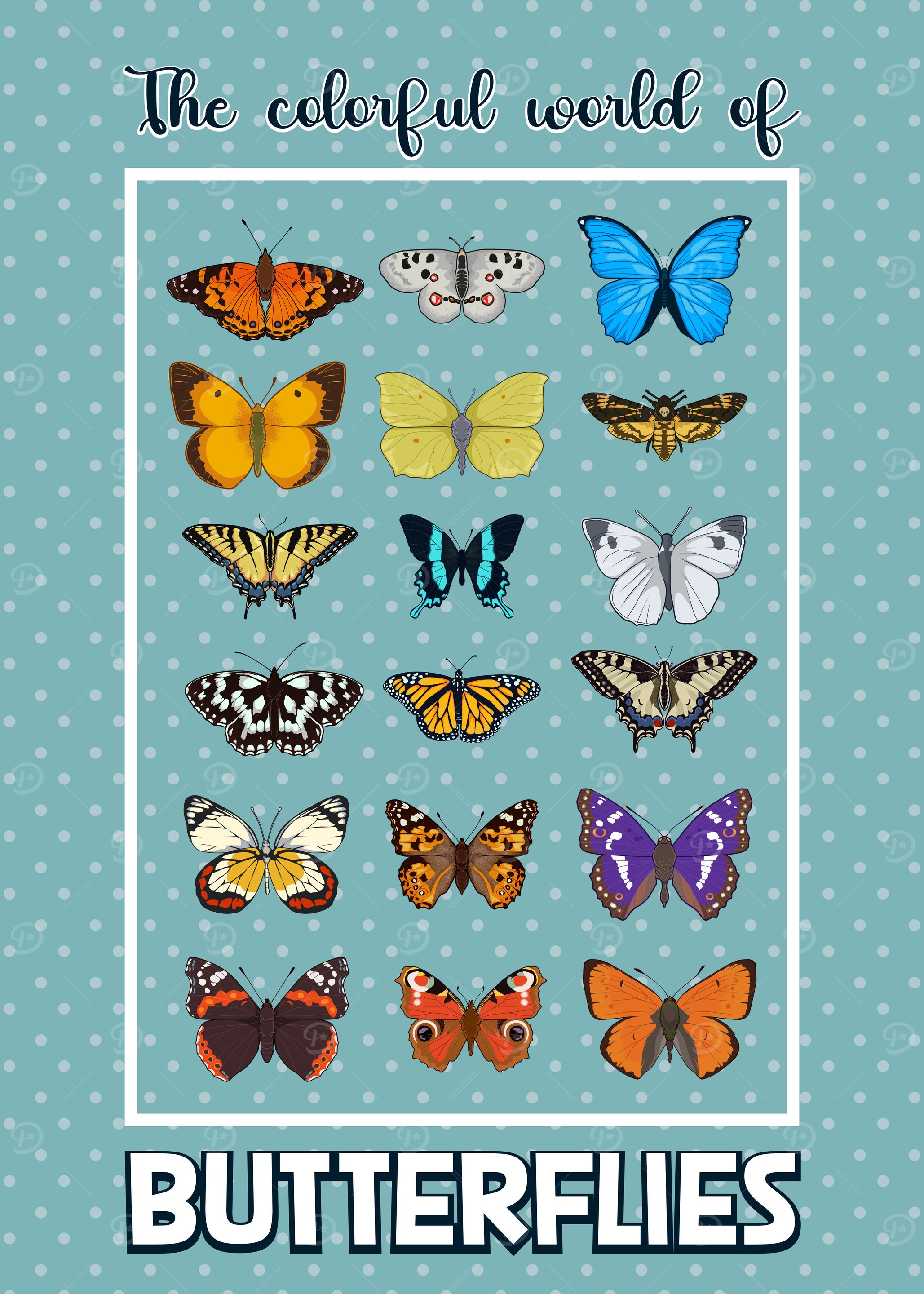 Colorful Butterfly Collection