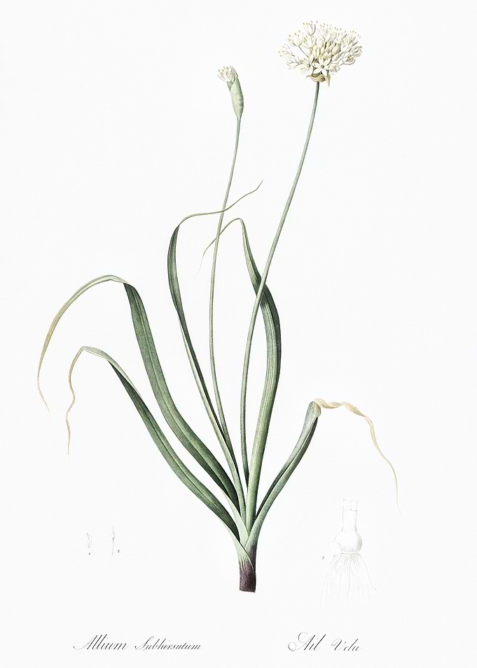 Allium Subhirsutum Flower