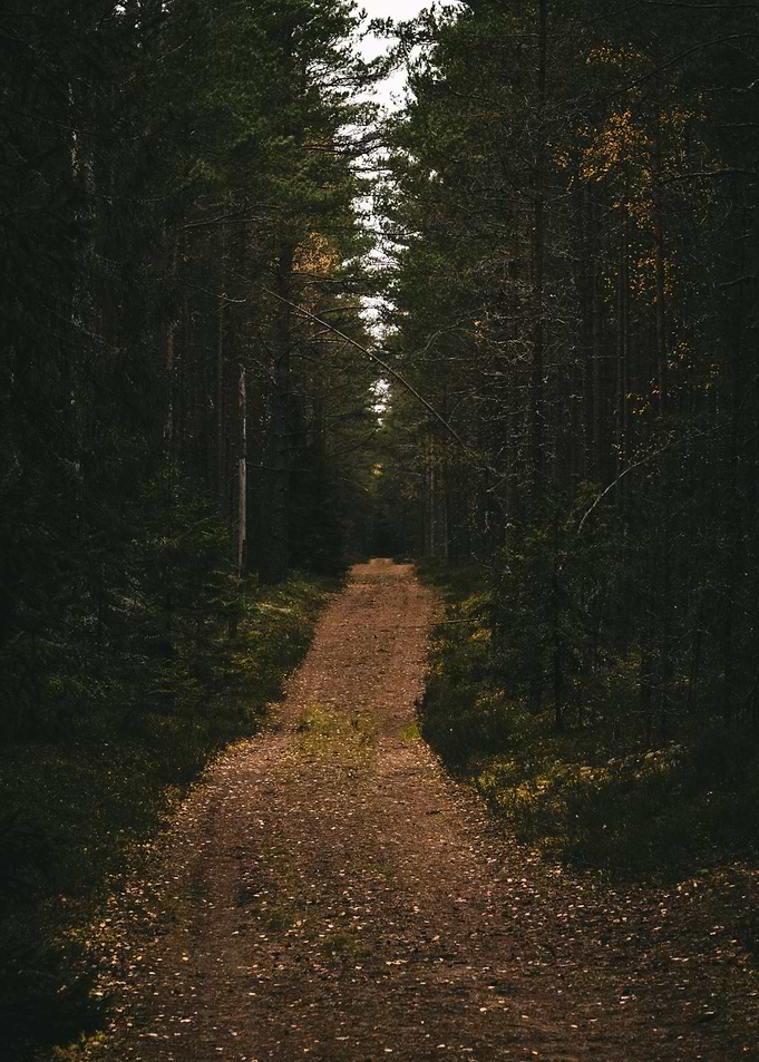 Forest Path