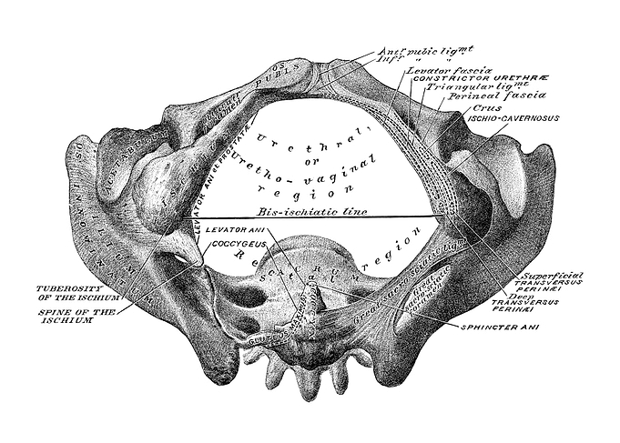 Female Pelvic Anatomy Diagram