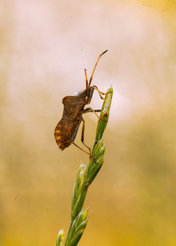 Brown Bug on Green Stem