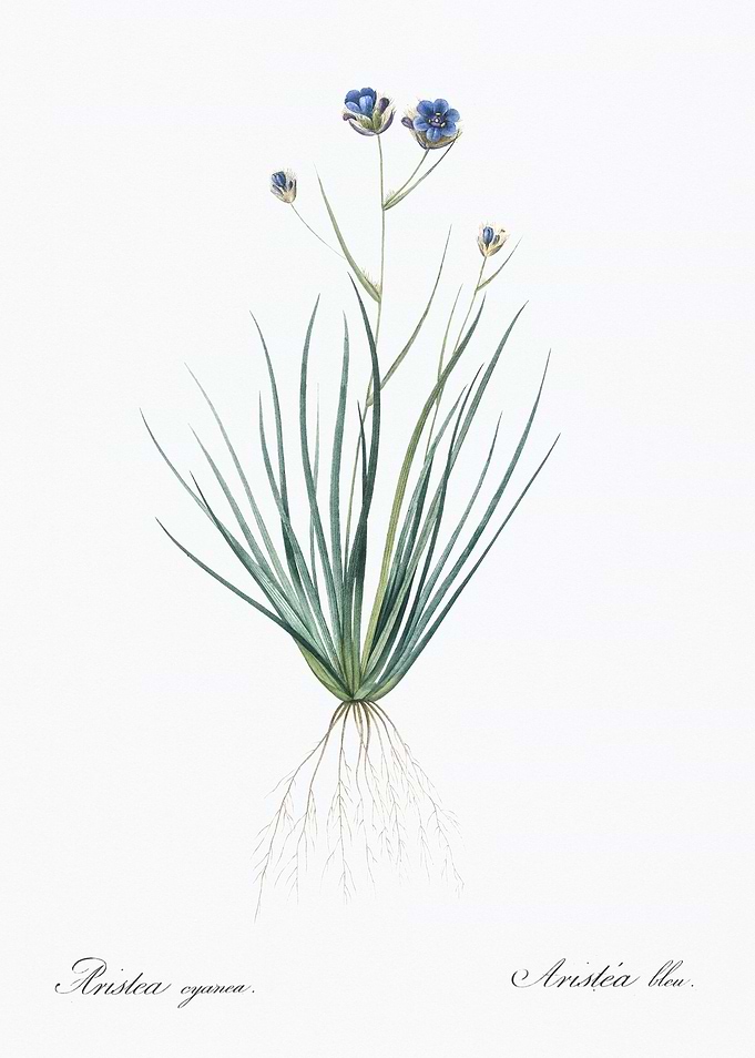 Blue Wildflower Illustration