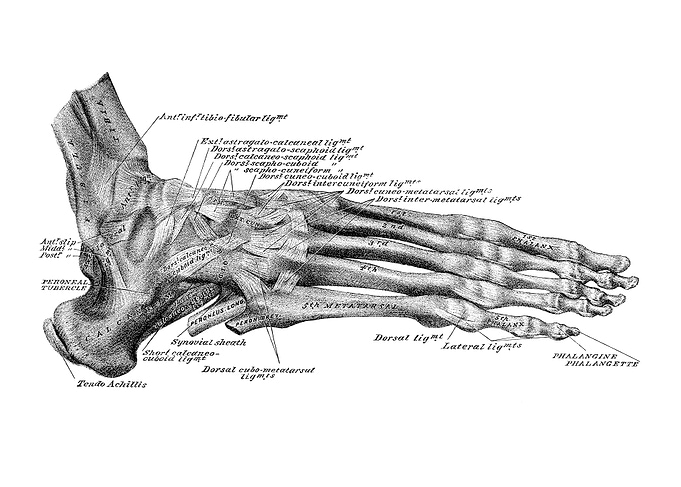 Foot Anatomy Diagram
