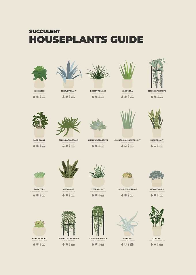 Succulent Houseplants Guide