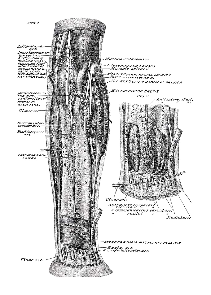 Anatomical Illustration of Forearm