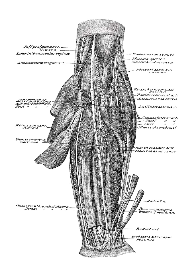 Human Forearm Anatomy