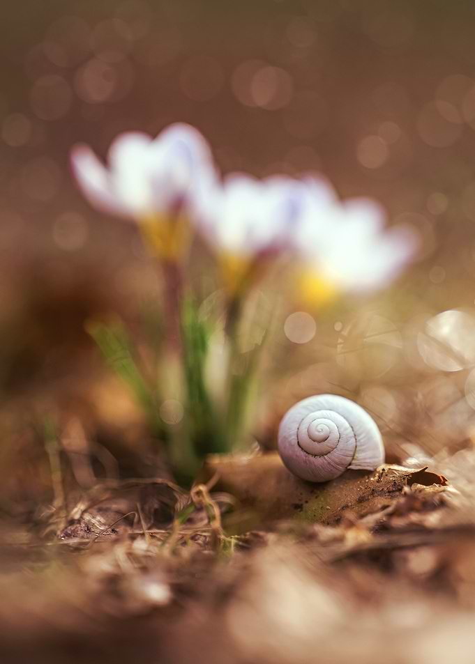 White shell