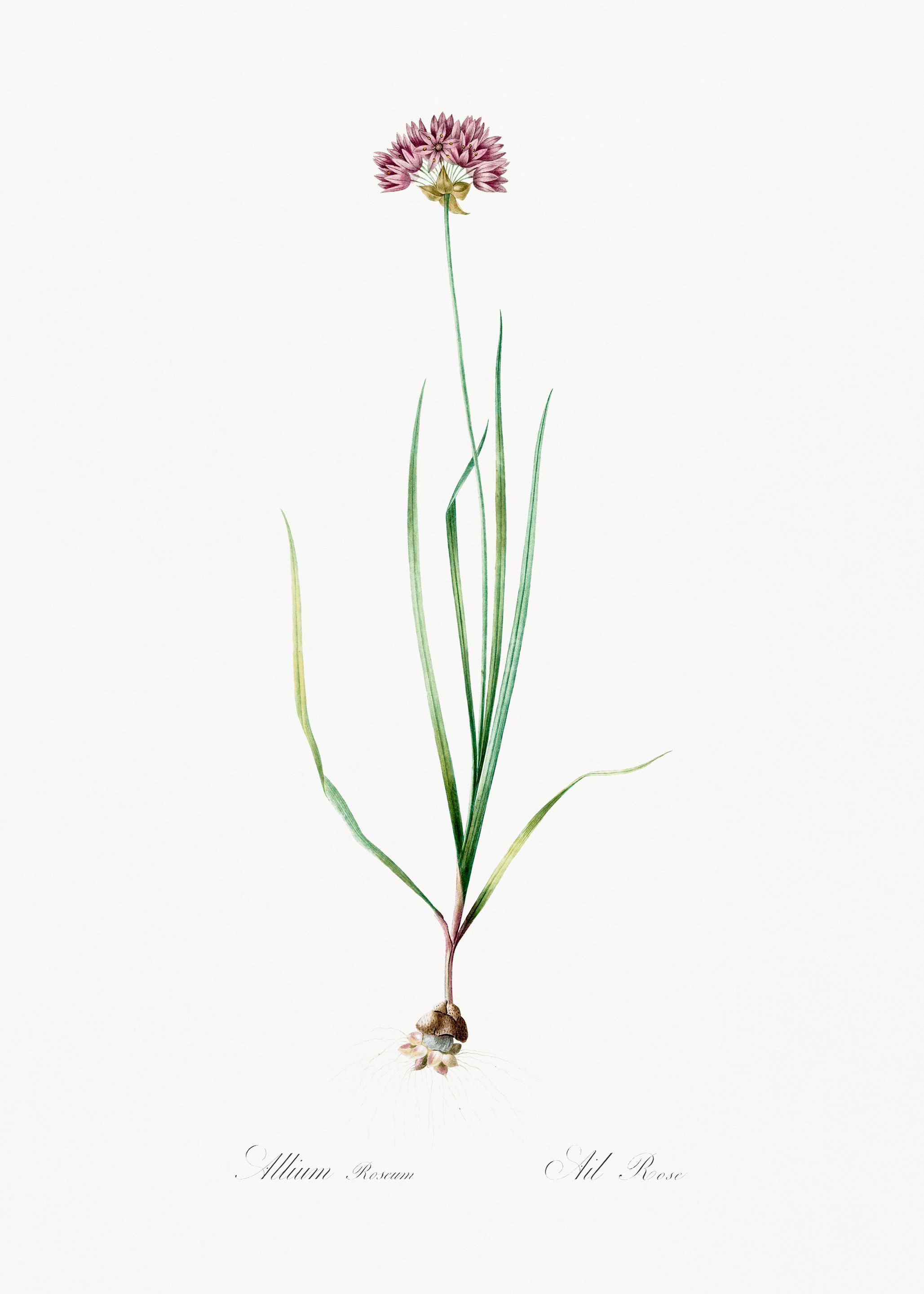 Allium Roseum Botanical Illustration