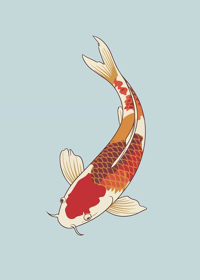 Koi Fish Illustration