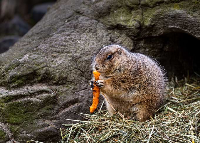 Prairie Dog Eating Carrot