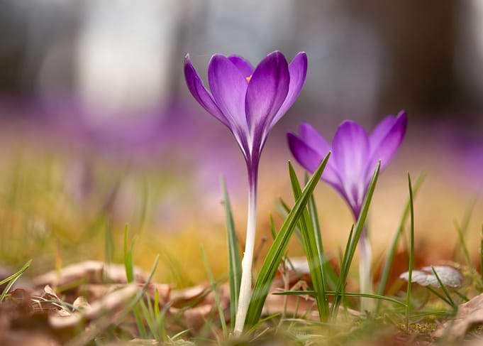 Purple Crocuses in Bloom