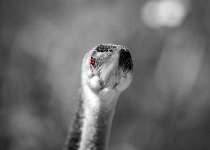 Anhinga Bird Monochrome Close Up with Red Eyes