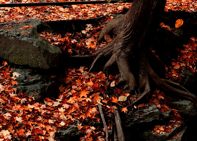 Tree Roots and Autumn Leaves