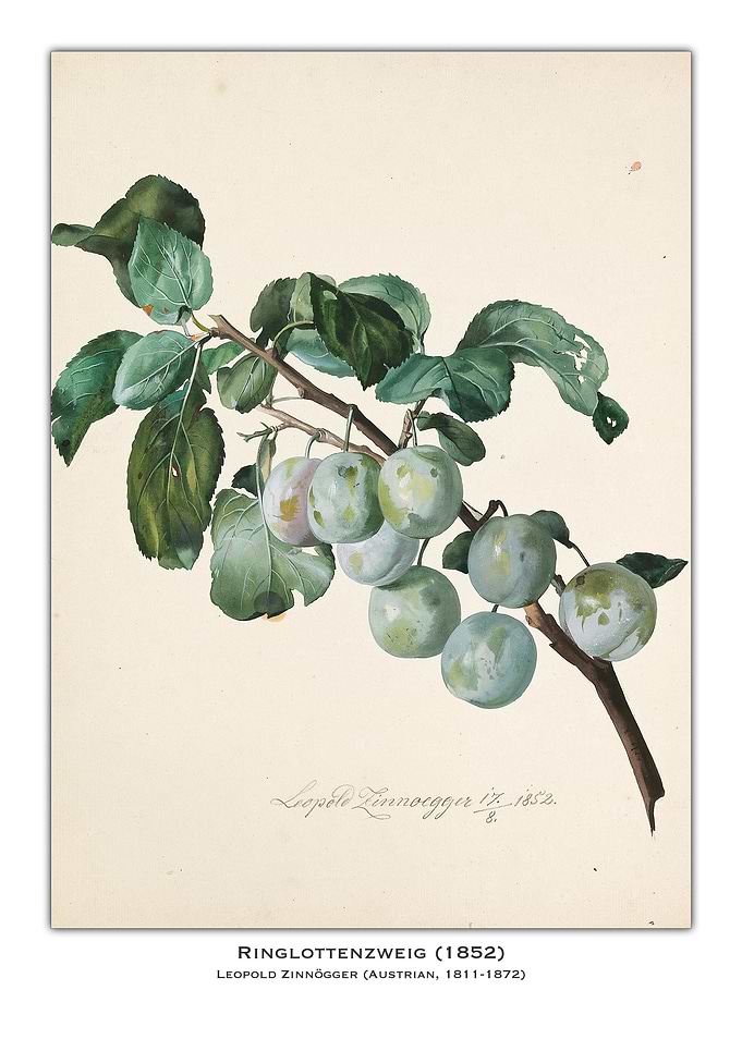 Ringlottenzweig Plum Illustration