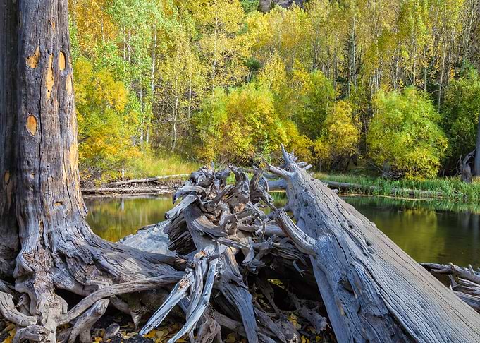 Fallen Tree by the River