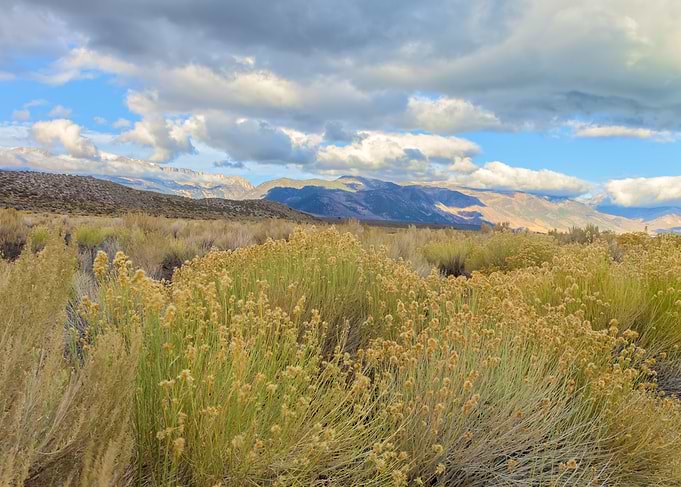 Mountain Meadow Landscape
