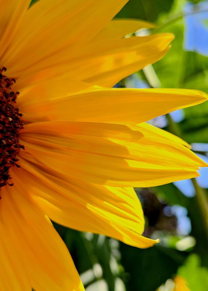 Sunflower Close-Up