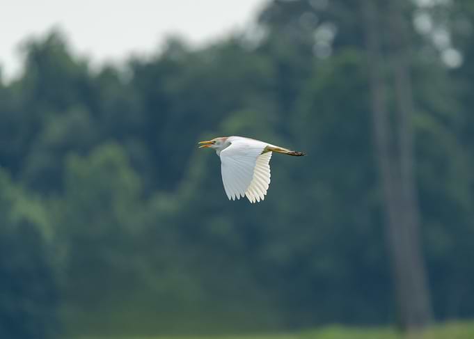 White Bird in Flight