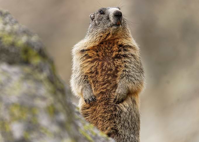 Marmot on a Rock