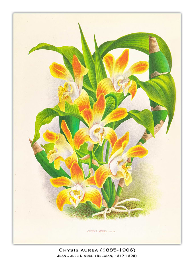 Chysis Aurea Orchid Illustration