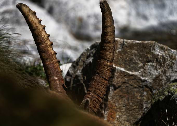 Mountain Goat Horns