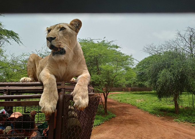 Lioness on Safari Vehicle
