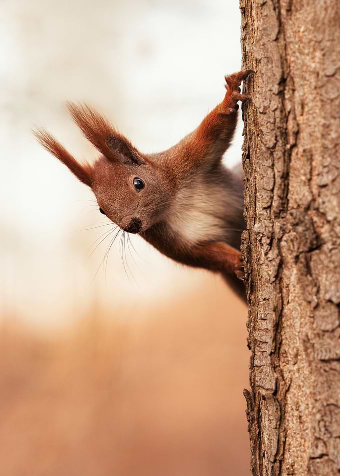 Red Squirrel on Tree