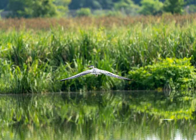 Grey Heron in Flight