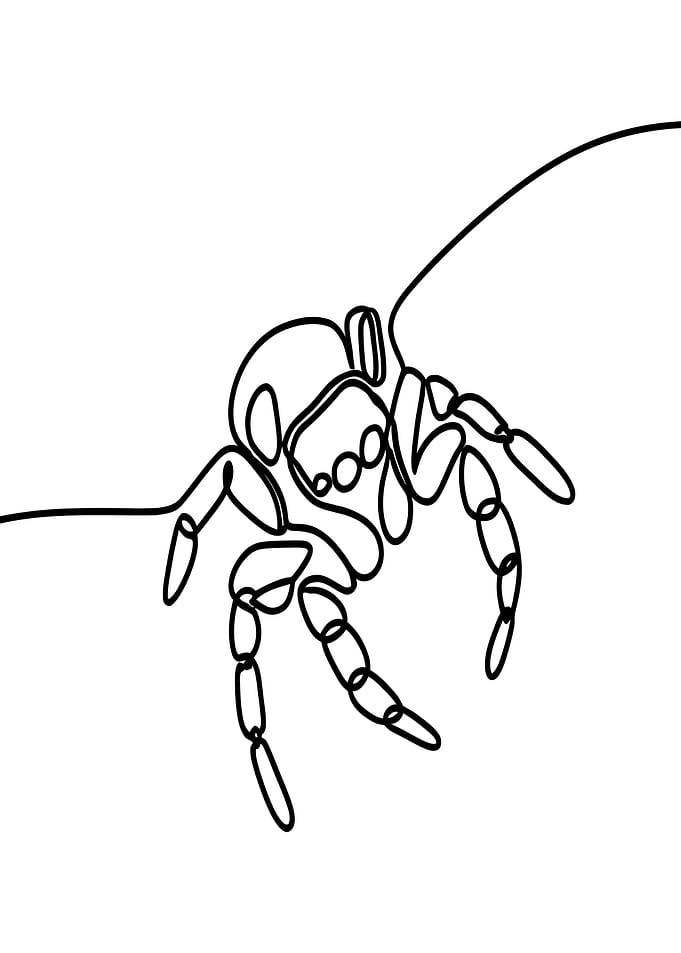 Jumping Spider Line Art