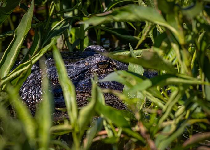 Alligator in the Reeds