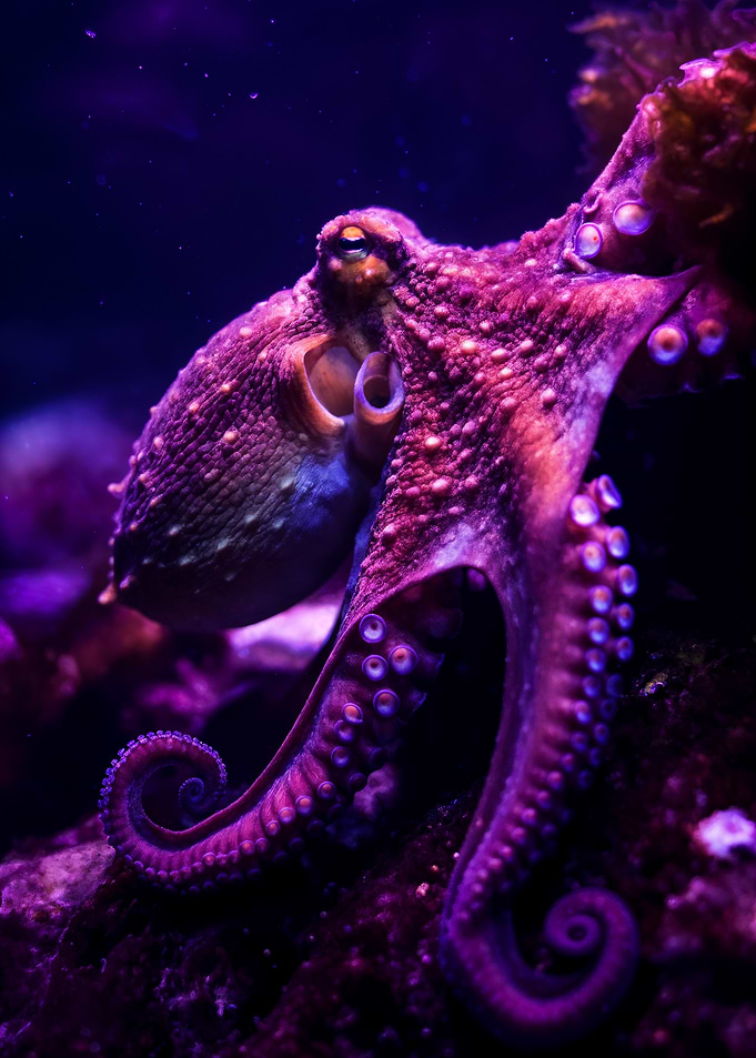 Purple Octopus Close-Up