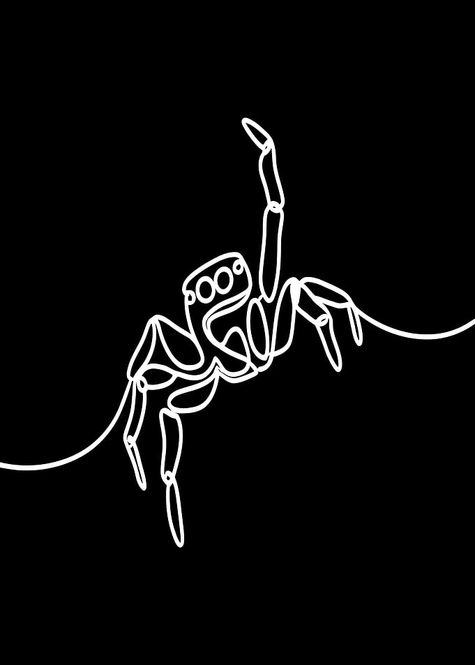 Jumping Spider Line Art