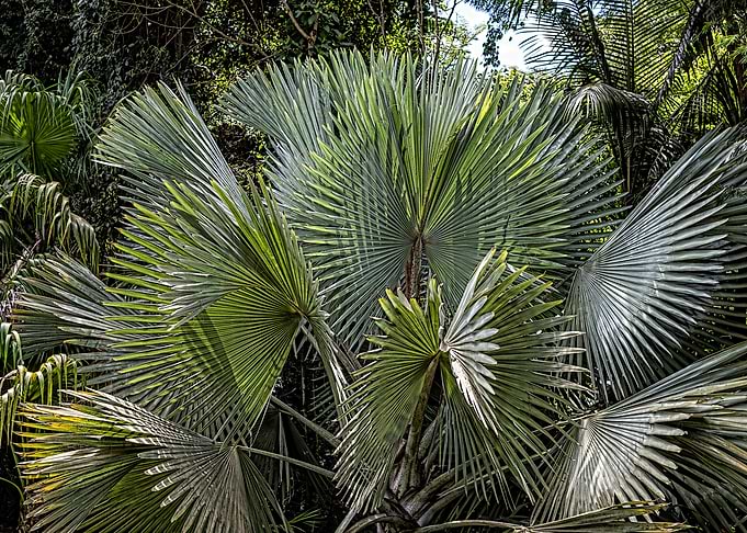 Fan Palm Tree Leaves Patterns