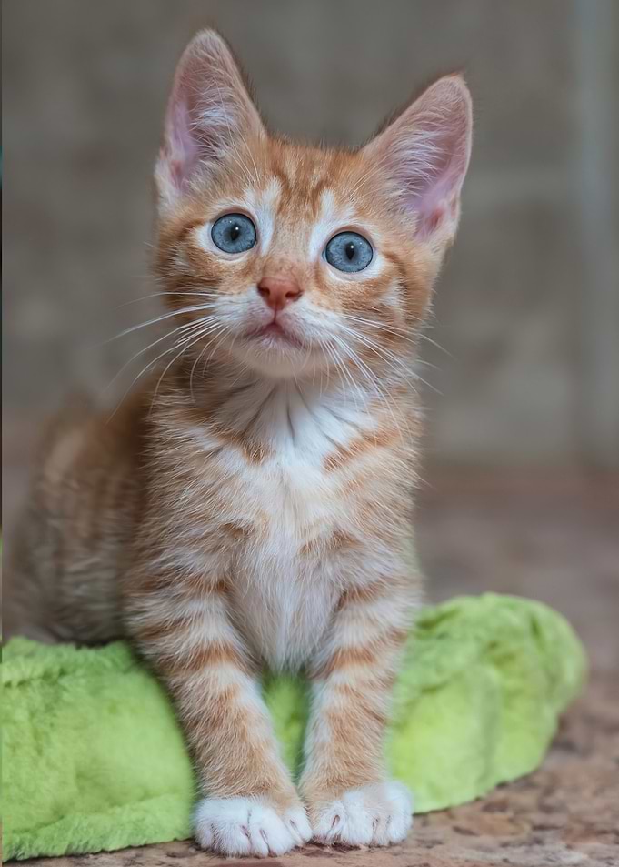 Cute Orange Kitten