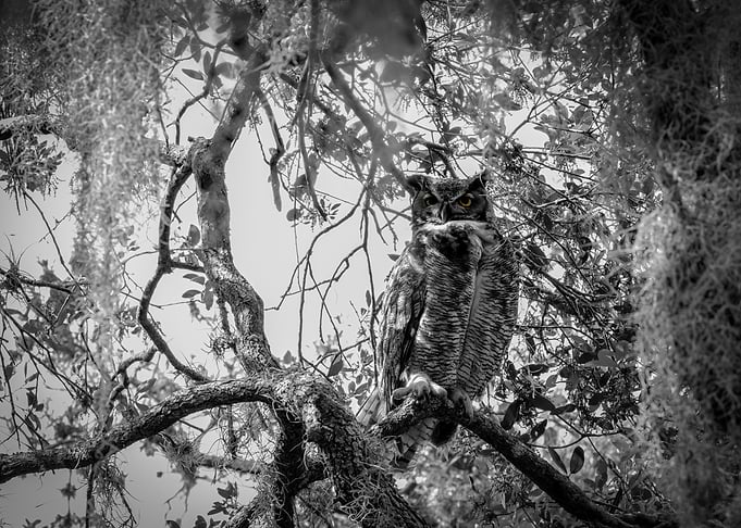 Great Horned Owl in Tree Black And White