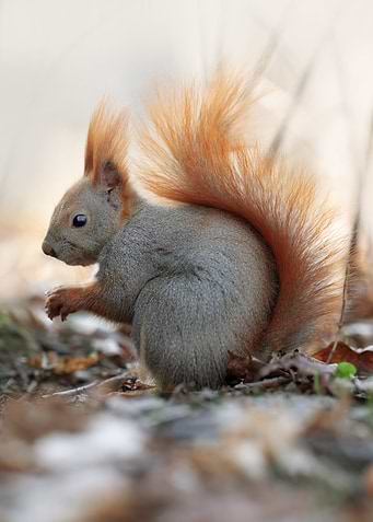 Red Squirrel in Forest