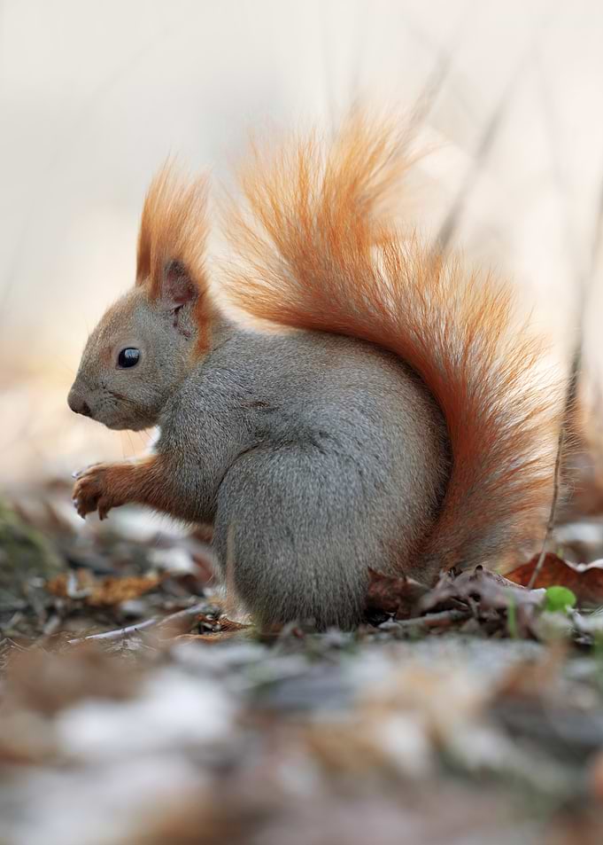 Red Squirrel in Forest