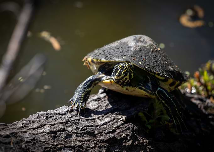 Turtle Perched on Swamp Log