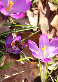 Bee on Purple Crocus