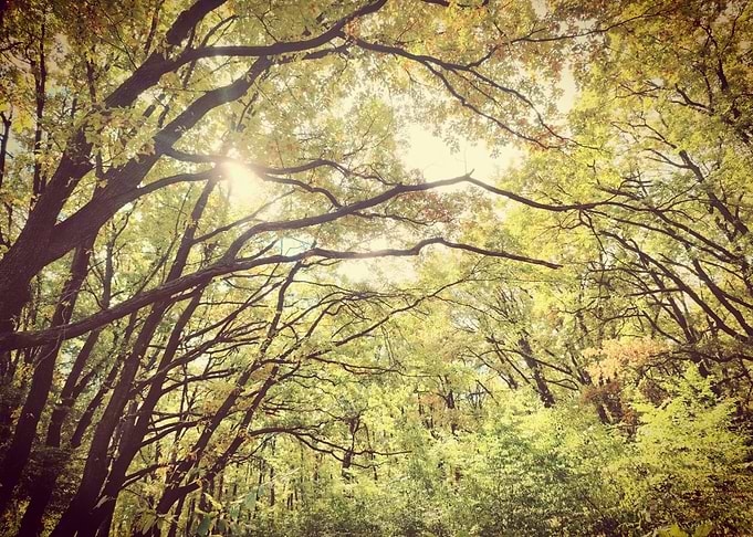 Forest in the sunlight